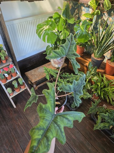 Large alocasia jacklyn - large,