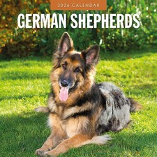 German Shepherds 2026 Square
