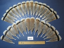 30 Pcs Amazing  Turkey Tail