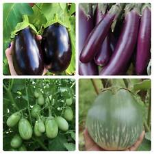 25 AUBERGINE SEEDS -Indian Bangladeshi Thai Eggplant seeds-Many varieties