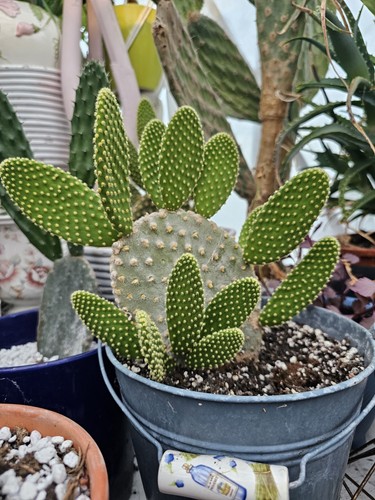 Unrooted angel wings cactus - angel's,