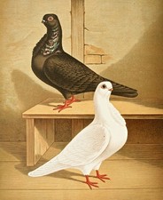 Gustav Prütz 1884 Elberfeld &