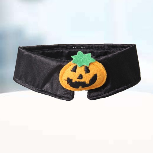 Cat pumpkin collar - pumpkin, halloween