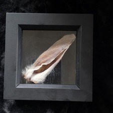 Mummified Rabbit Bunny Ear