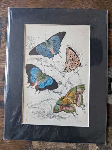 Antique print - antique,