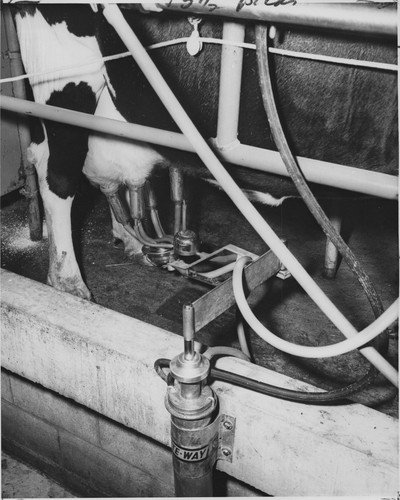 1958 8x10 dairy cow parlor - 8x10,