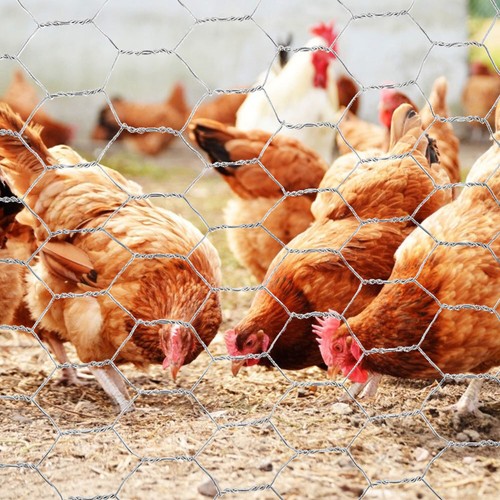 Chicken wire mesh pet garden - wire,