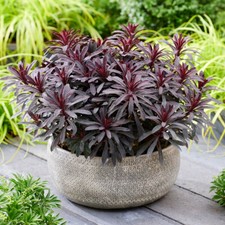 Perennial Plant, Euphorbia