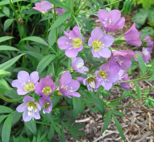 Polemonium lambrook mauve - 'lambrook,