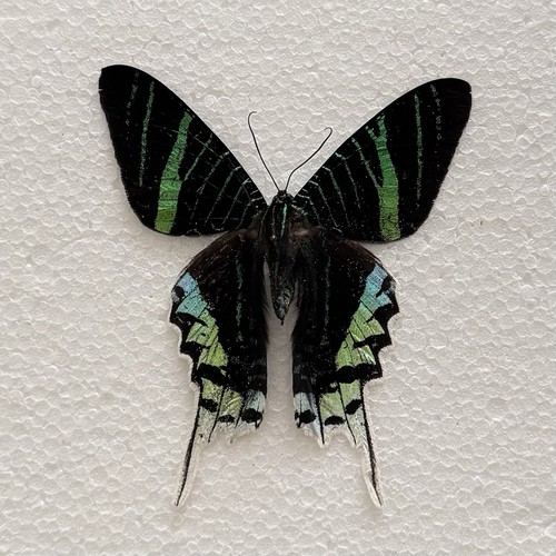 Entomology urania leilus - urania,