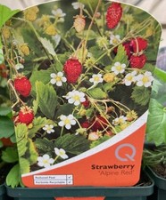 Edible herb garden plants 9cm