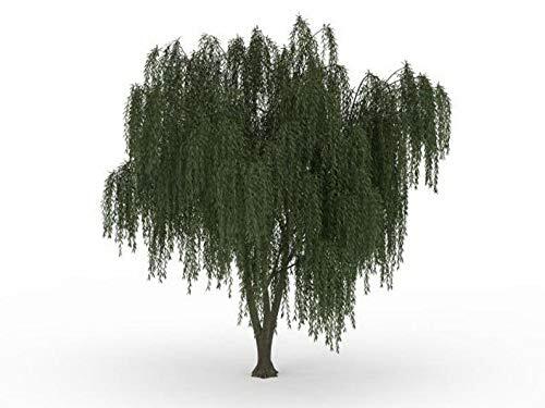 Dwarf weeping willow tree - weeping,