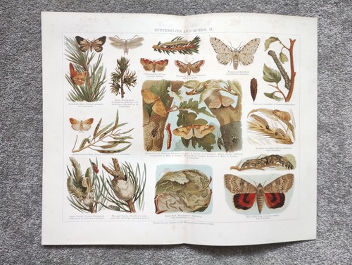 Examples butterflies and - examples,