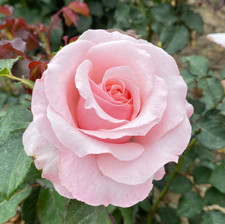 DEAR SUE  - Fragrant Pink Hybrid Tea Rose - Bareroot