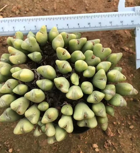 Conophytum blandum wysiwyg - blandum,