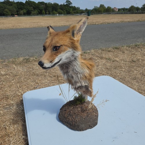 Pedestal red fox taxidermy - pedestal,