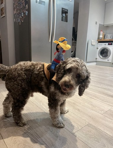 Dog pet halloween - pet,