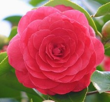Camellia Pink Eugenia De