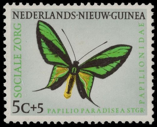 Netherlands new guinea b23 - guinea,