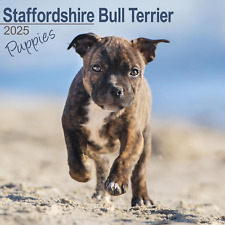 Staffordshire Bull Terrier Puppies 2025 Square Wall Calendar | Dog Breed, Staffi