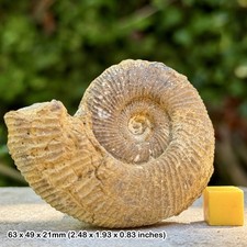 Rare Perisphinctes