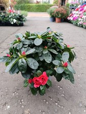 Deep Pink Azalea Shrub | Evergreen Shrub | Colourful plants| 12 cm pot |
