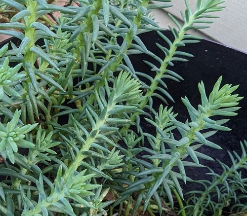 Blue stonecrop rooted - blue,