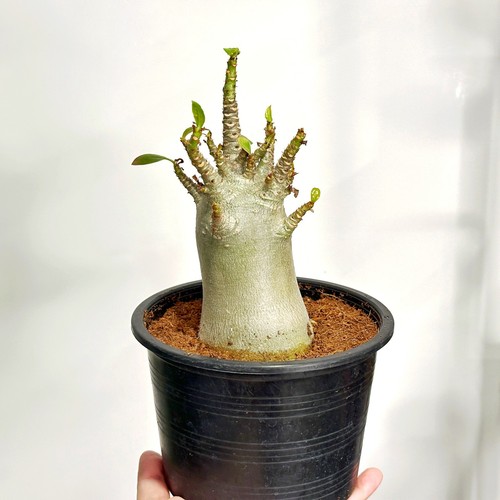 Medium desert rose adenium - desert,
