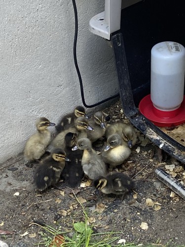 Assorted duck fertile hatching - assorted,