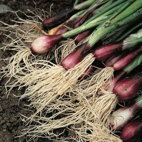 Spring onion apache packet - apache, 1x