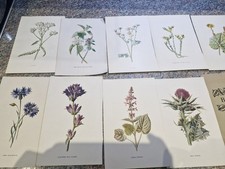 Original Antique botanical / floral bookplates  1908 ,  x 18 flower prints