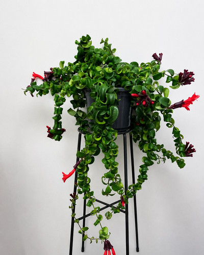 Rasta lipstick plant - lipstick,