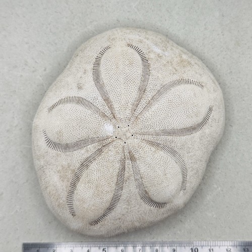Large natural sea - large, urchin
