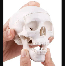 Mini human skull - skull, model