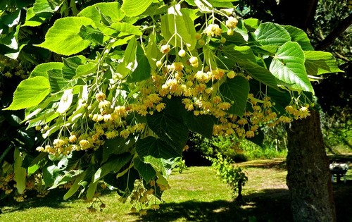 Linden tree tilia - 🌳,