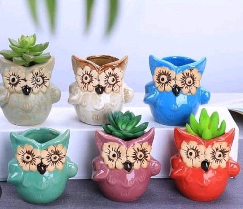 Owl succulent ceramic - succulent, plant