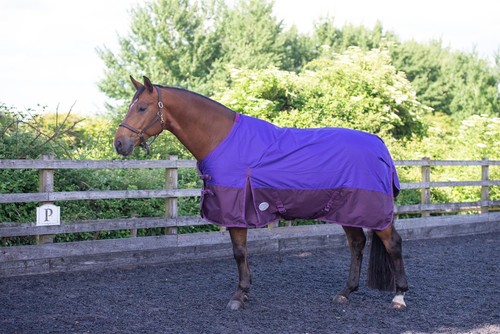 Outdoor winter turnout horse - outdoor,