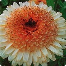 CALENDULA /POT MARIGOLD SEEDS