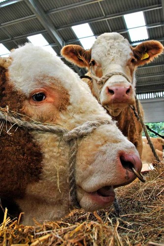 Pedigree simmental cow cattle - simmental,