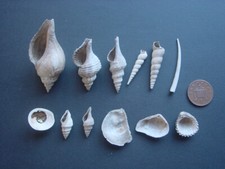12 Different Bartonian Eocene Mollusc species Barton Beds Hampshire England