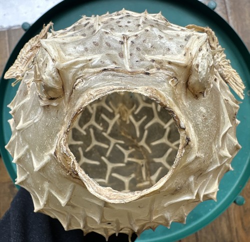 Vintage puffer fish - vintage,