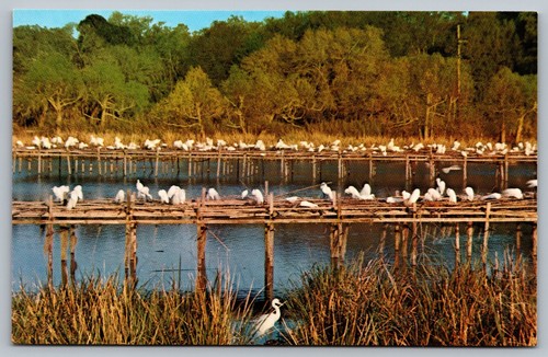 Bird sanctuary avery island - avery,