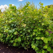 Hazel 40-60cm Bare Root