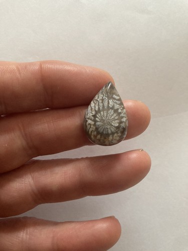 Fossil coral cabachon - fossil,
