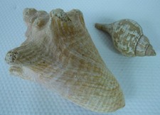 Large natural sea shells lot - natural,