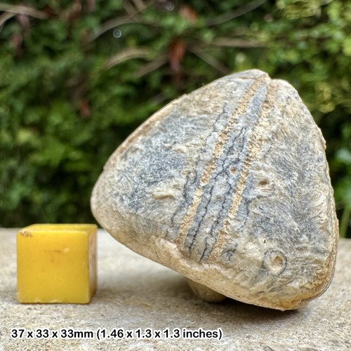 Fossil chalk echinoid - chalk, conulus