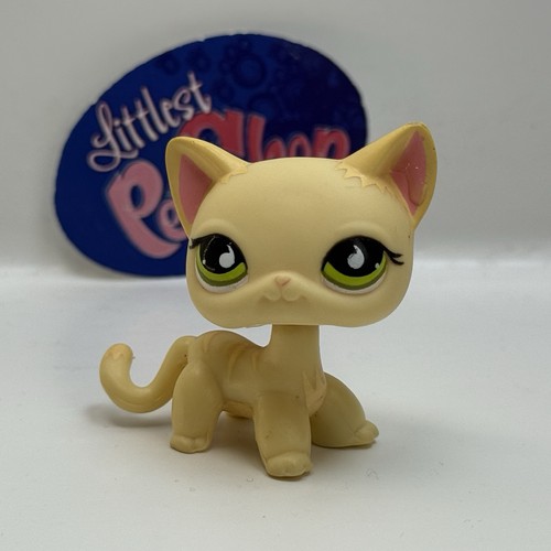 Shorthair cat 733 authentic - #733,