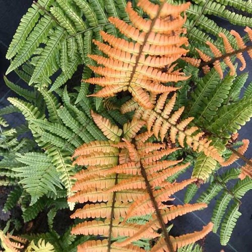 Hardy fern dryopteris jurassic - hardy,