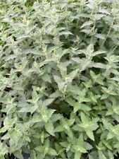 6 X Mint plants AROUND THE WORLD: Japanese, Russian, Thai and more