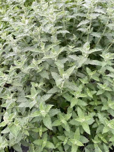 Mint plants around the - x,